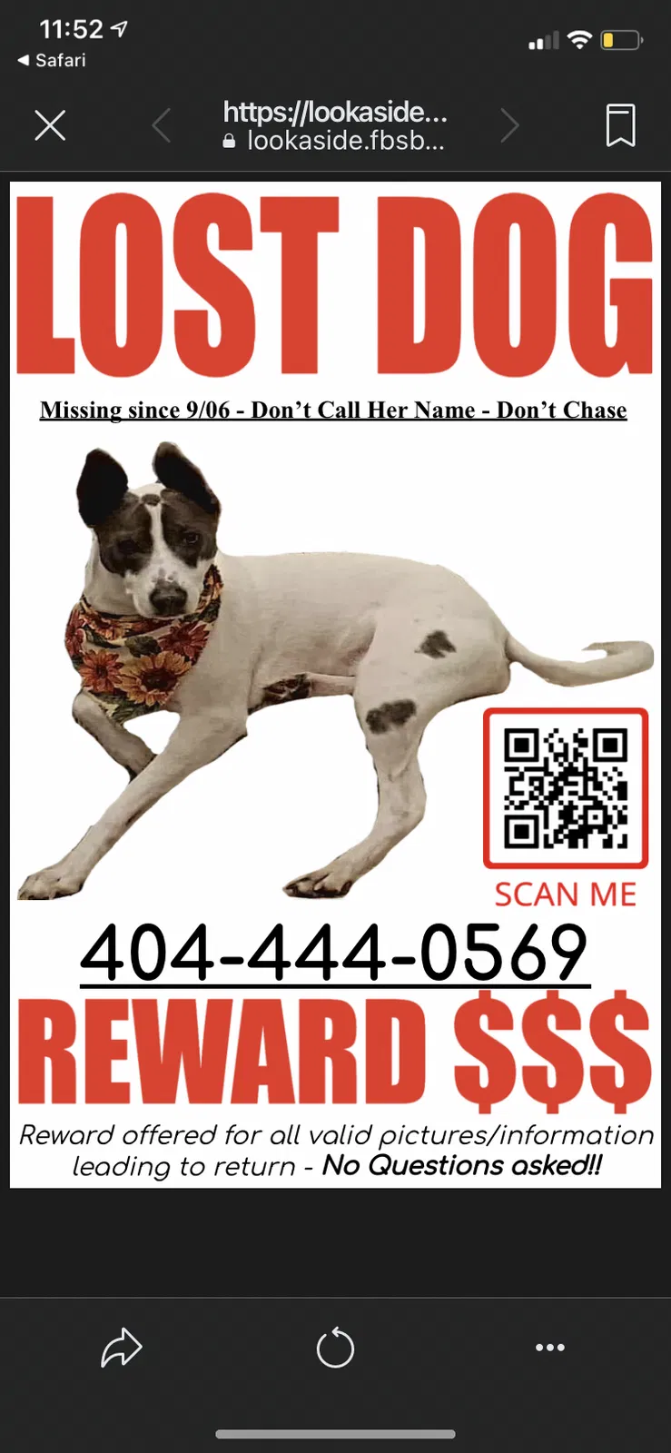Lost dog in Hilton Head Island, SC, 29928