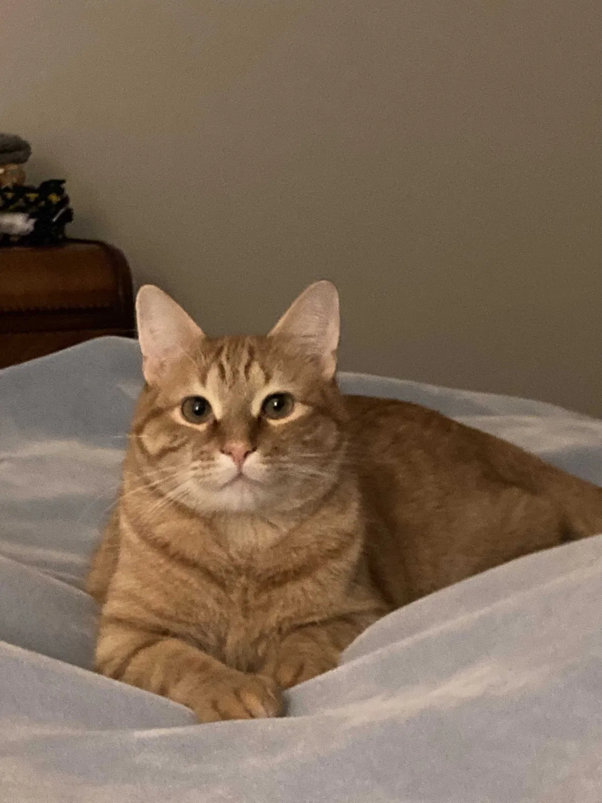 Lost cat in Howell, MI, 48843