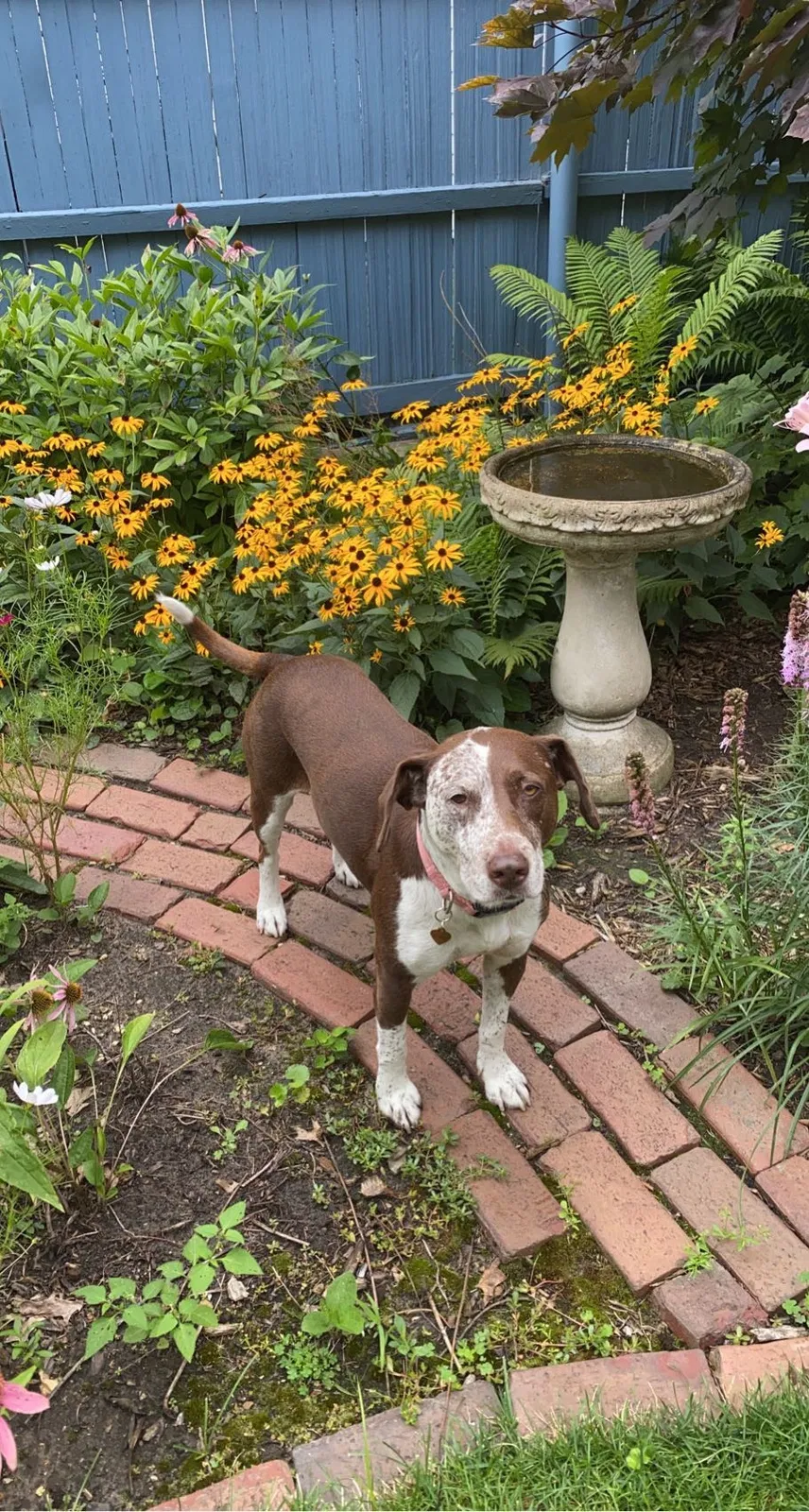 Lost dog in Munster, IN, 46321