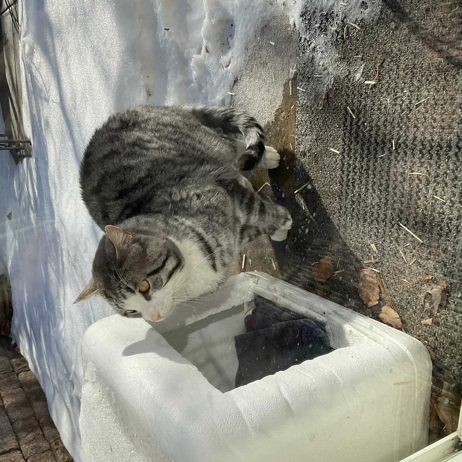 Found cat in Huntley, IL, 60142