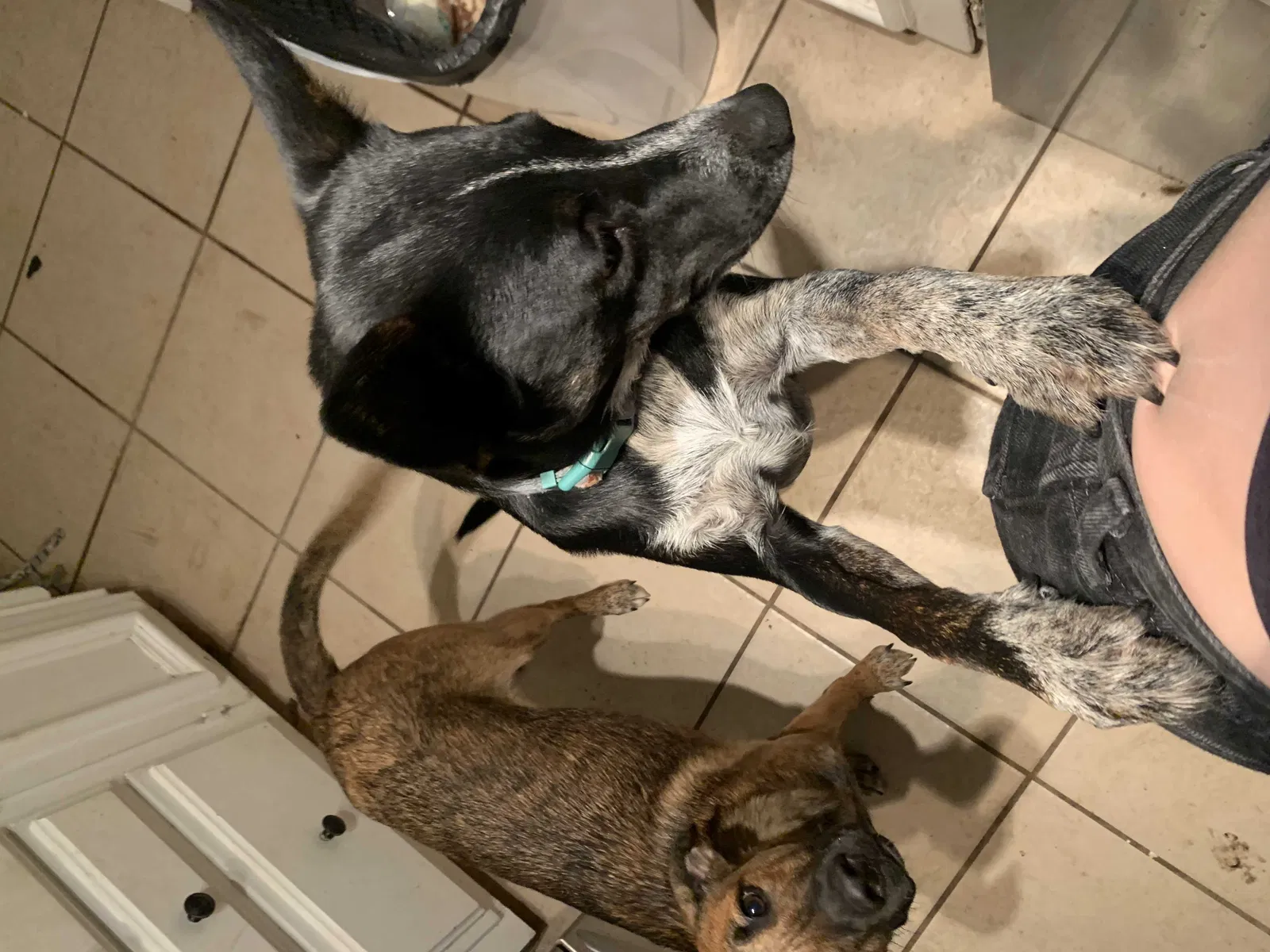 Lost dog in Amarillo, TX, 79106