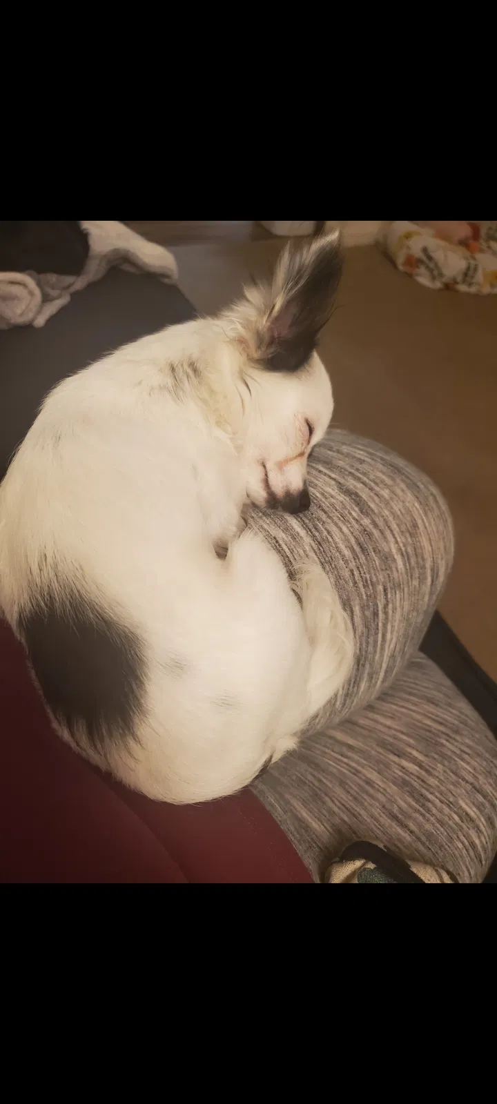 Lost dog in Tucson, AZ, 85710