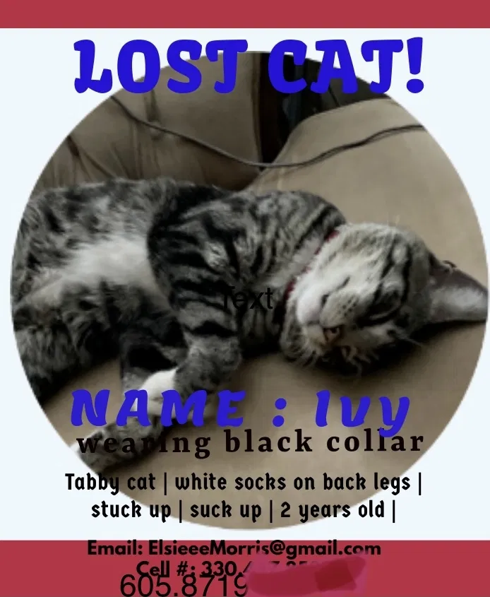 Lost cat in Canton, OH, 44710