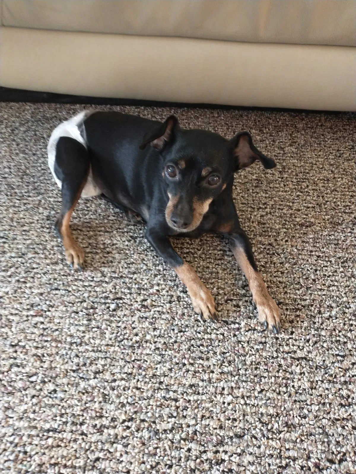 Lost dog in Winter Park, FL, 32792
