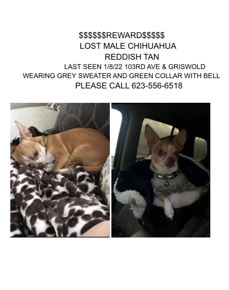 Lost dog in Peoria, AZ, 85345