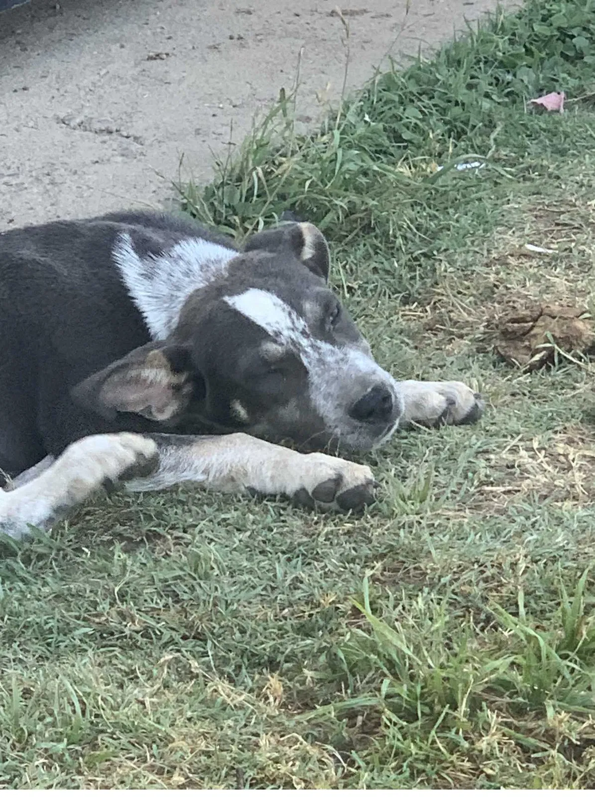 Lost dog in Fresno, CA, 93706