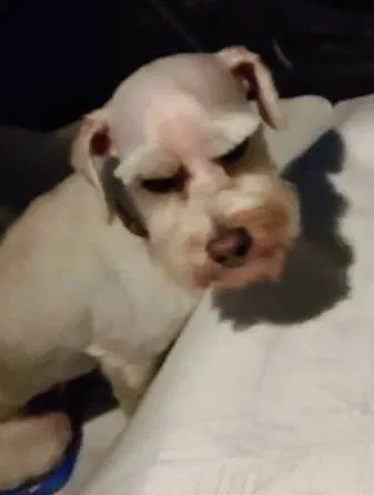 Lost dog in Fresno, TX, 77545