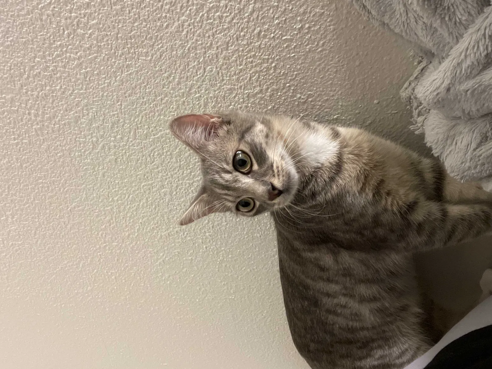 Lost cat in Perris, CA, 92571