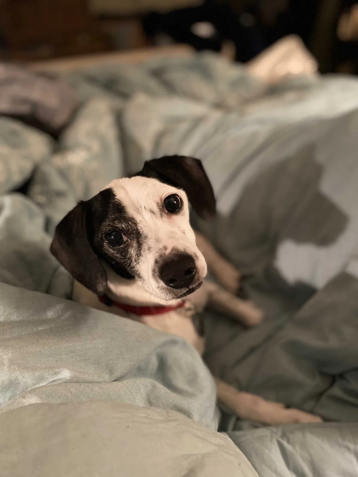 Lost dog in Dallas, TX, 75243