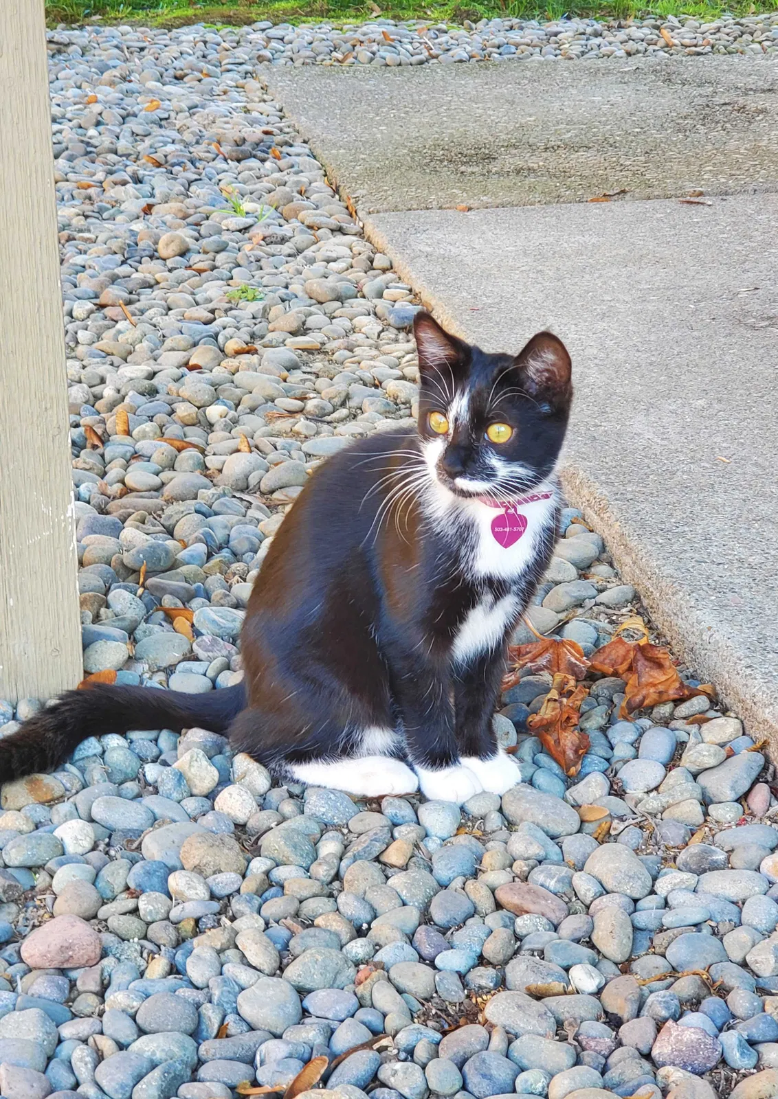 Lost cat in Clackamas, OR, 97015