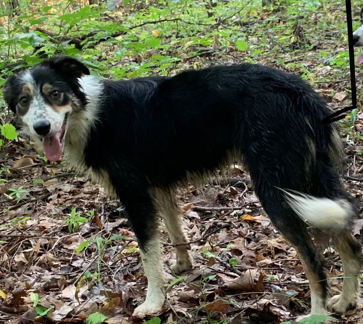 Lost dog in Quakertown, PA, 18951