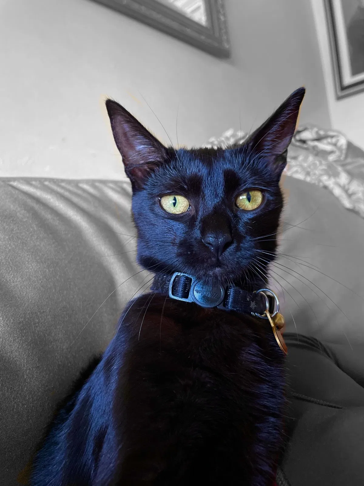 Lost cat in Garland, TX, 75044