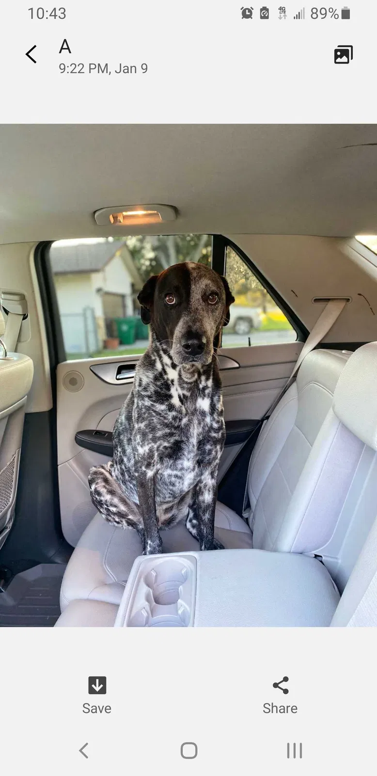Lost dog in Fort Lauderdale, FL, 33314