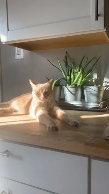 Lost cat in San Bernardino, CA, 92407