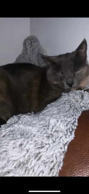 Lost cat in San Bernardino, CA, 92407