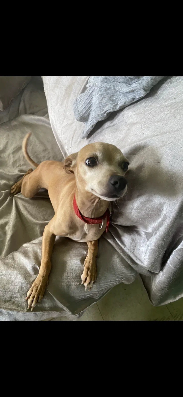 Lost dog in Waimanalo, HI, 96795