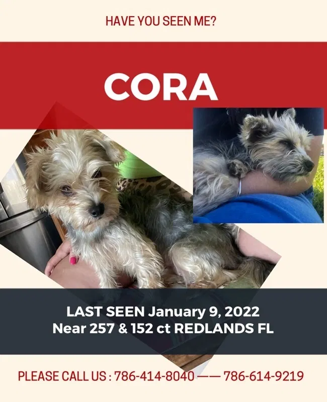 Lost dog in Homestead, FL, 33032