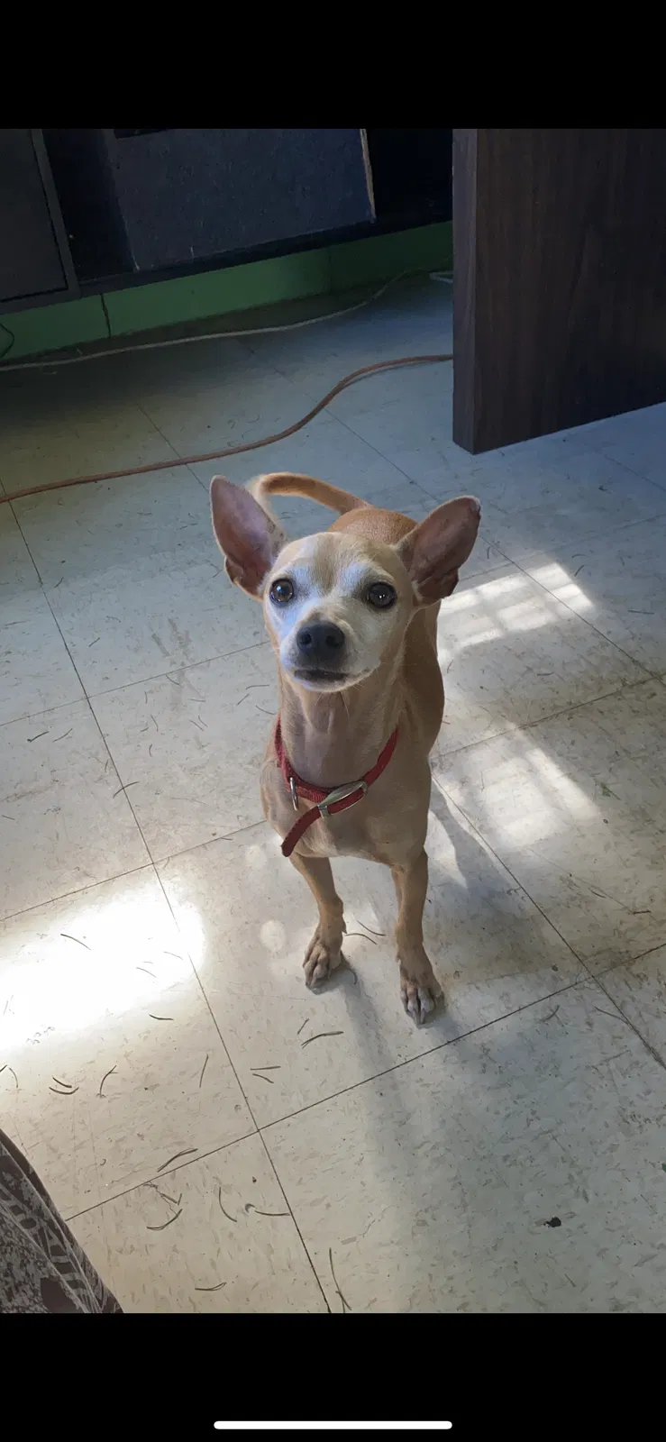 Lost dog in Waimanalo, HI, 96795