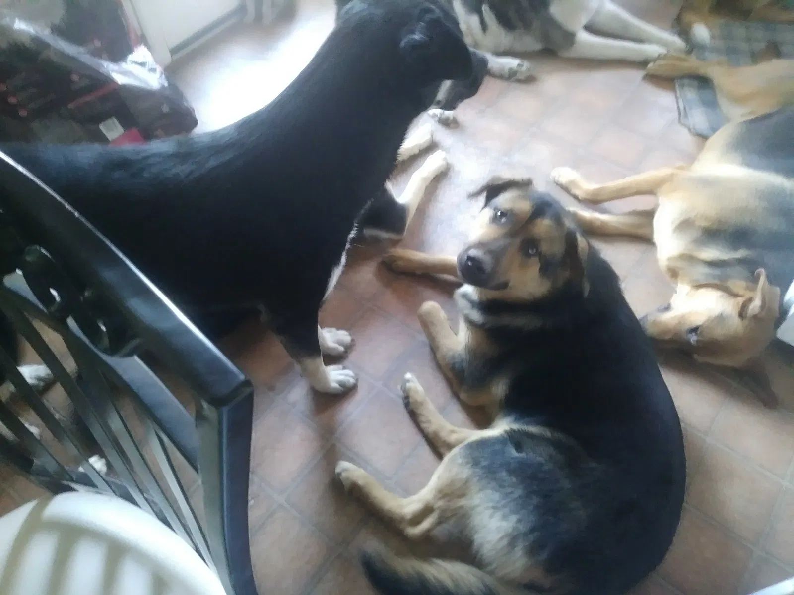 Lost dog in Modesto, CA, 95350