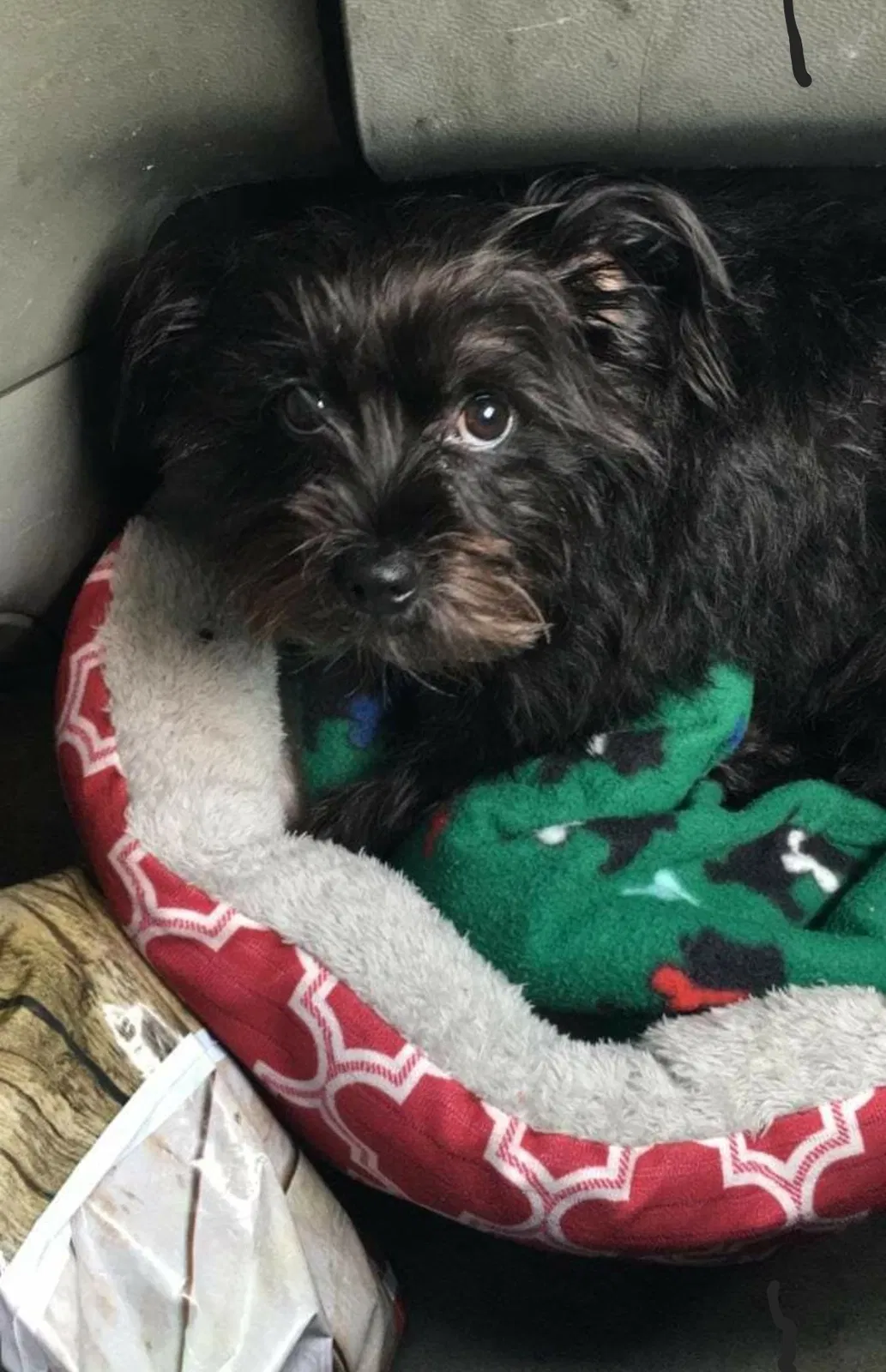 Lost dog in Laredo, TX, 78043