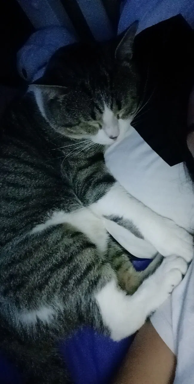 Lost cat in Anaheim, CA, 92804