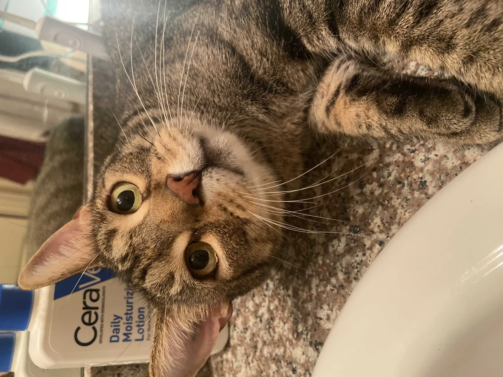 Lost cat in La Porte, TX, 77571