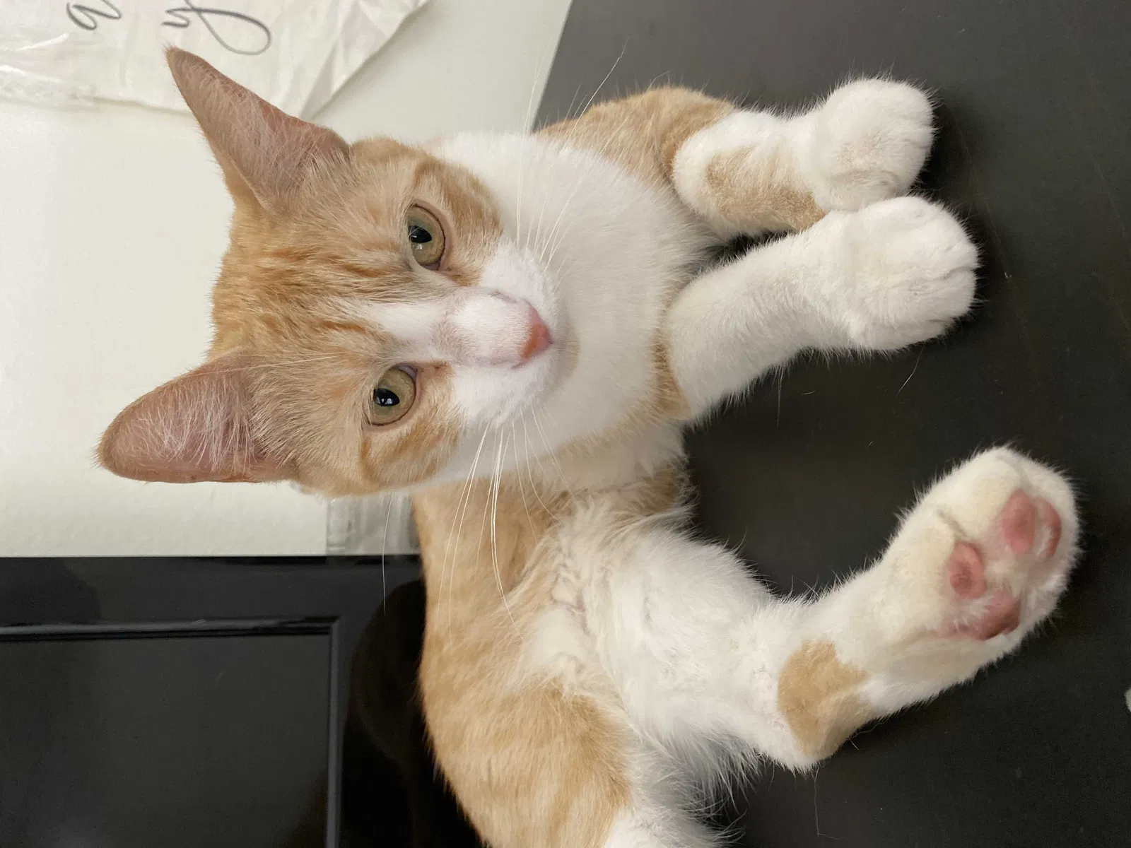 Lost cat in Huntington Beach, CA, 92646