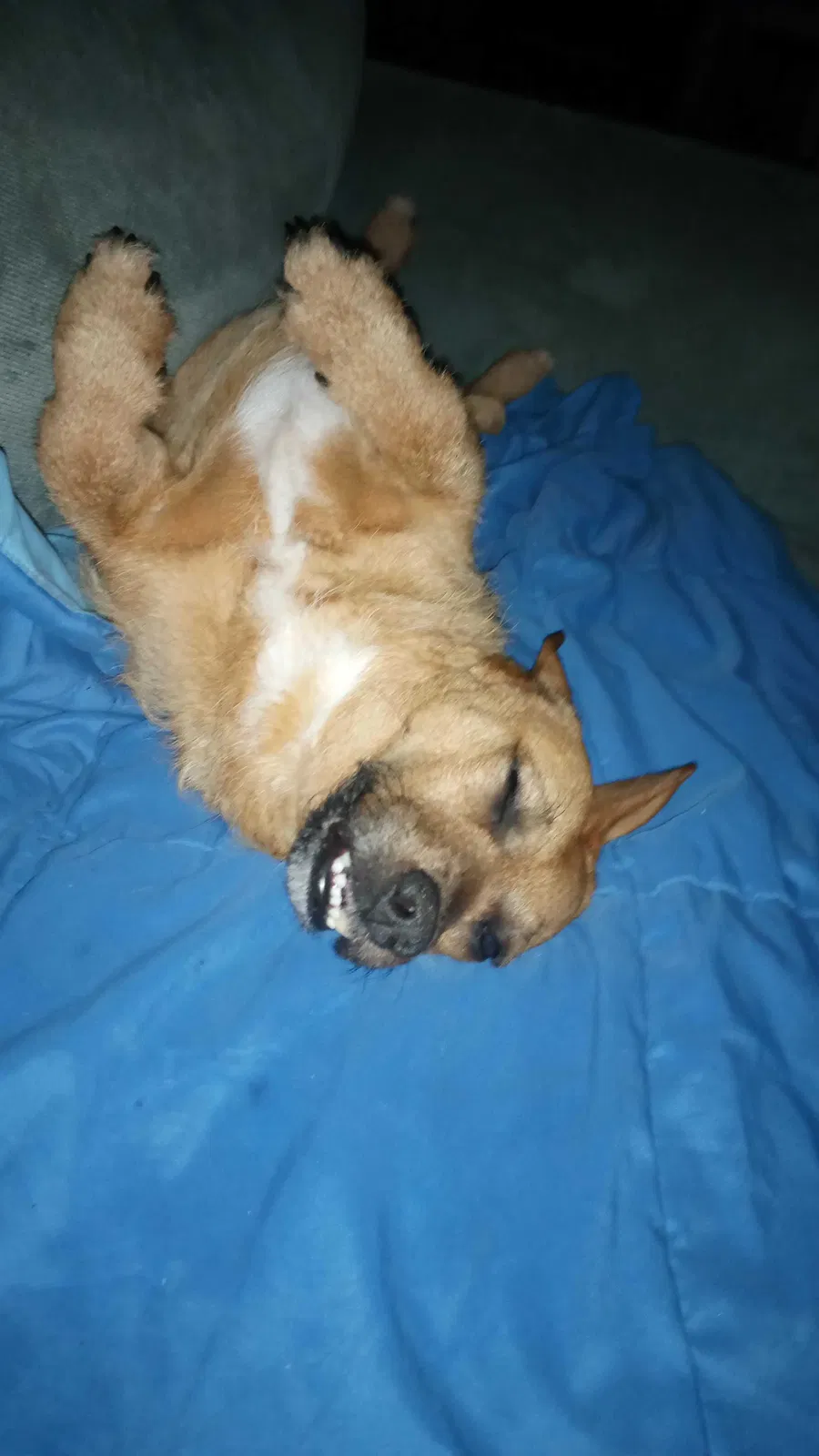 Lost dog in Pensacola, FL, 32514