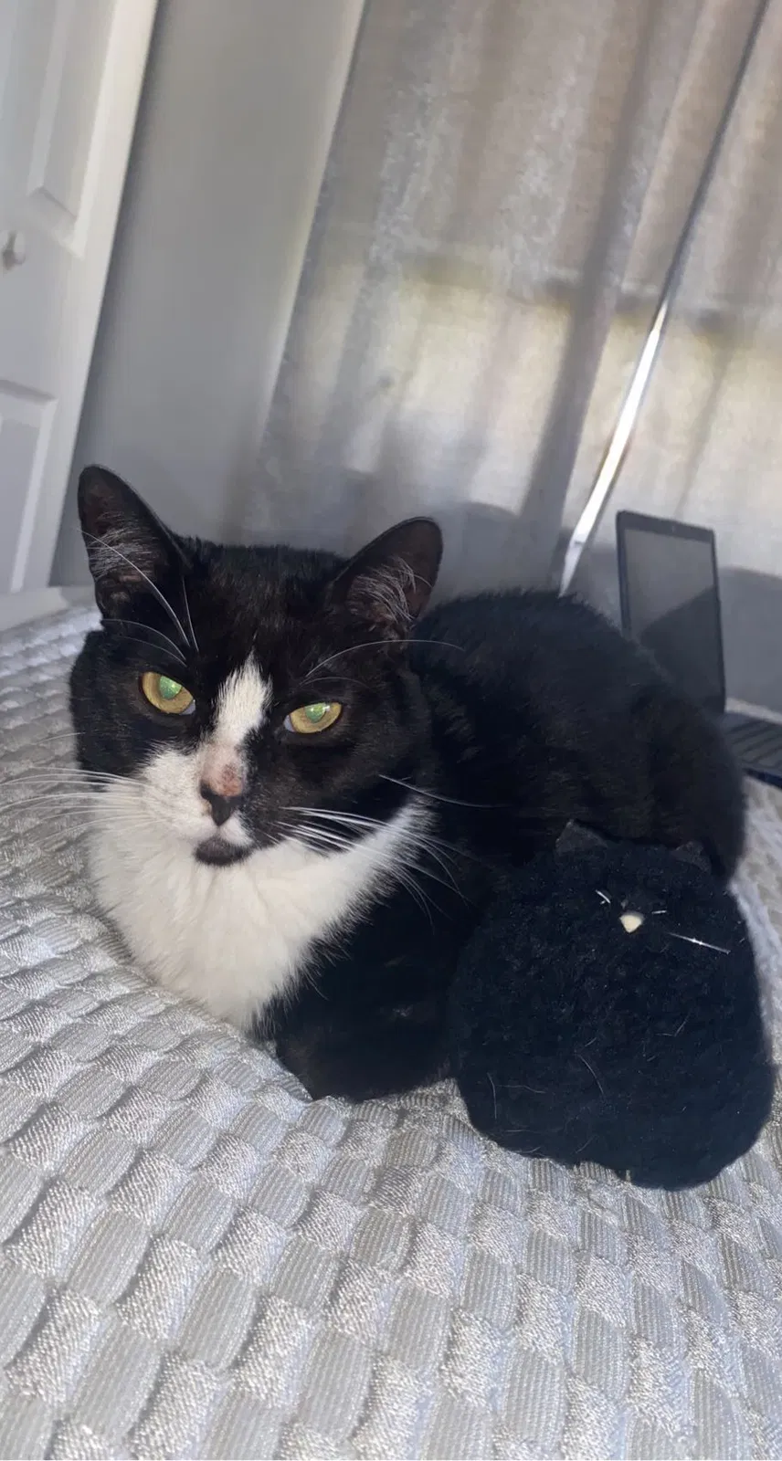 Lost cat in Pompano Beach, FL, 33065