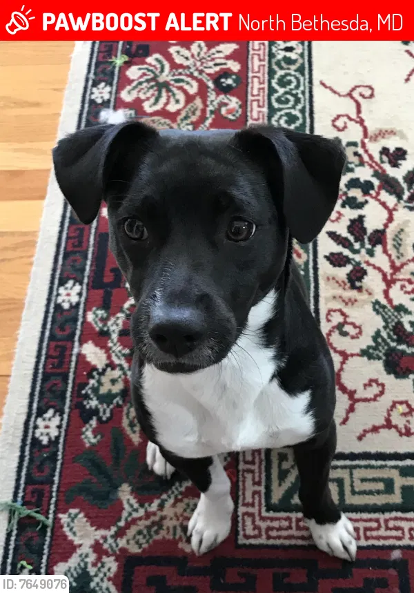 Lost dog in Rockville, MD, 20852