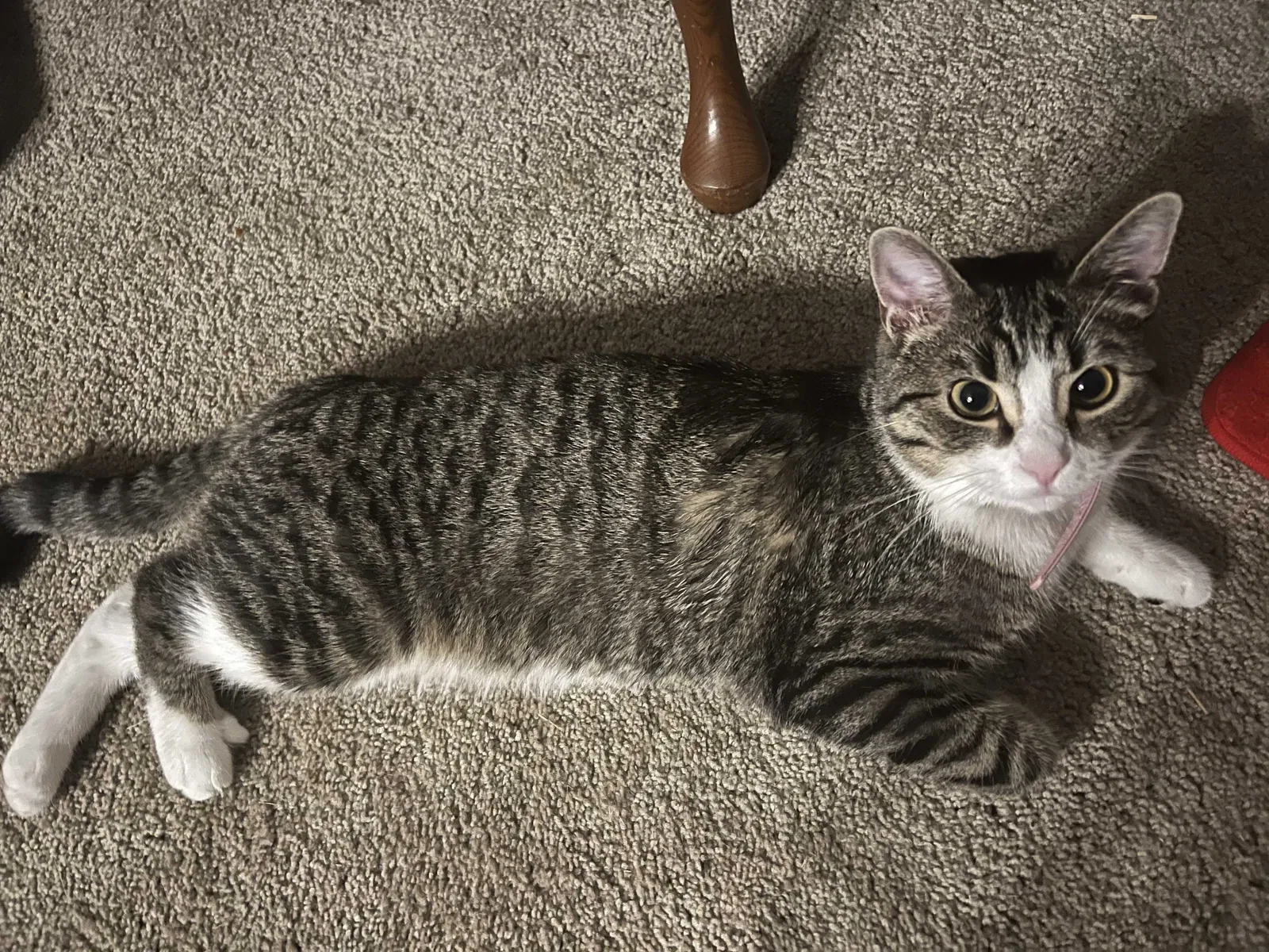 Lost cat in Columbus, OH, 43209