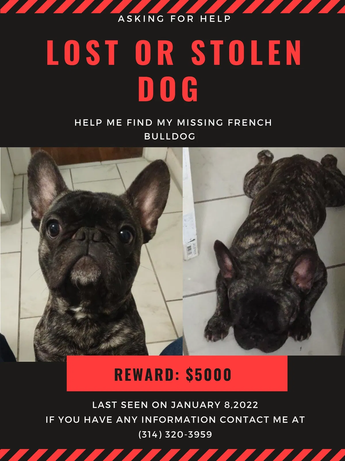 Lost dog in Saint Louis, MO, 63136