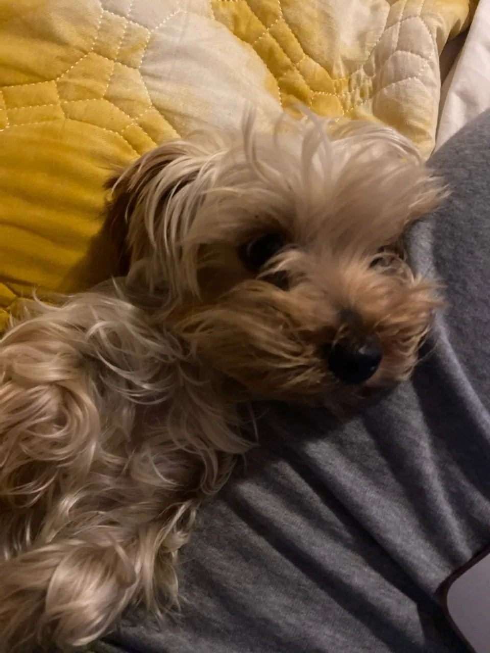Lost dog in Oakland, CA, 94619