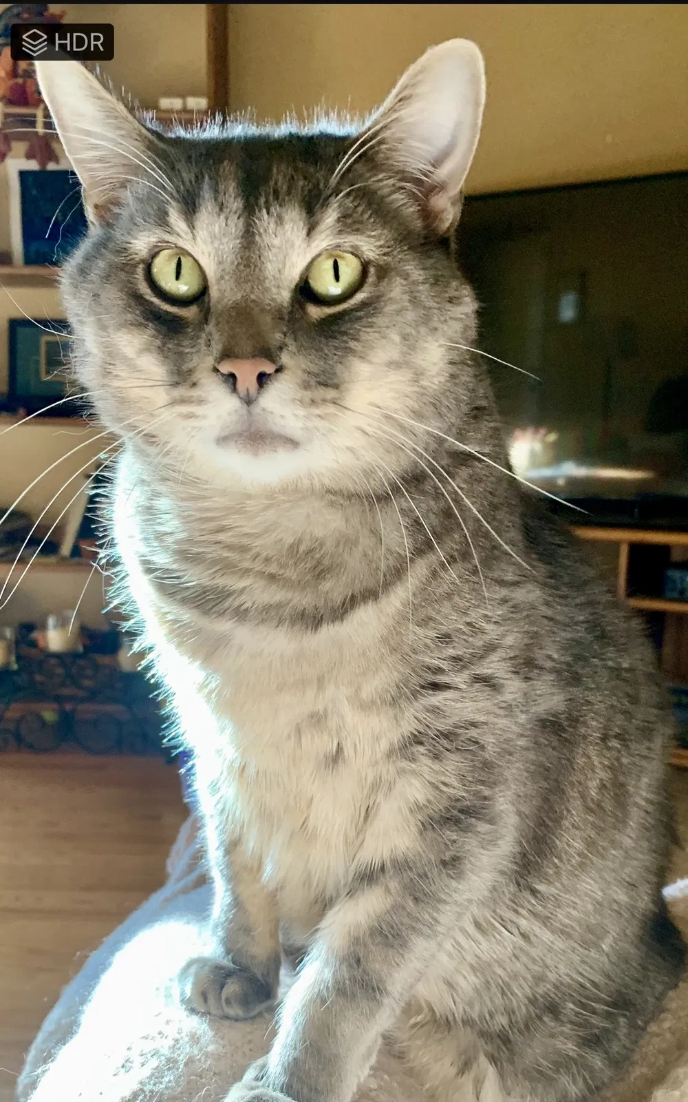 Lost cat in Dumfries, VA, 22025