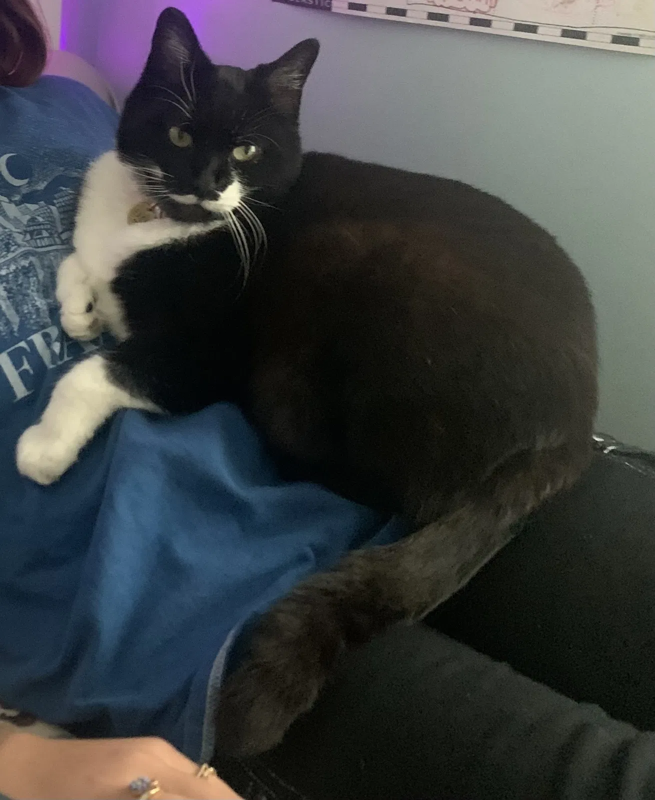 Lost cat in Ventura, CA, 93001