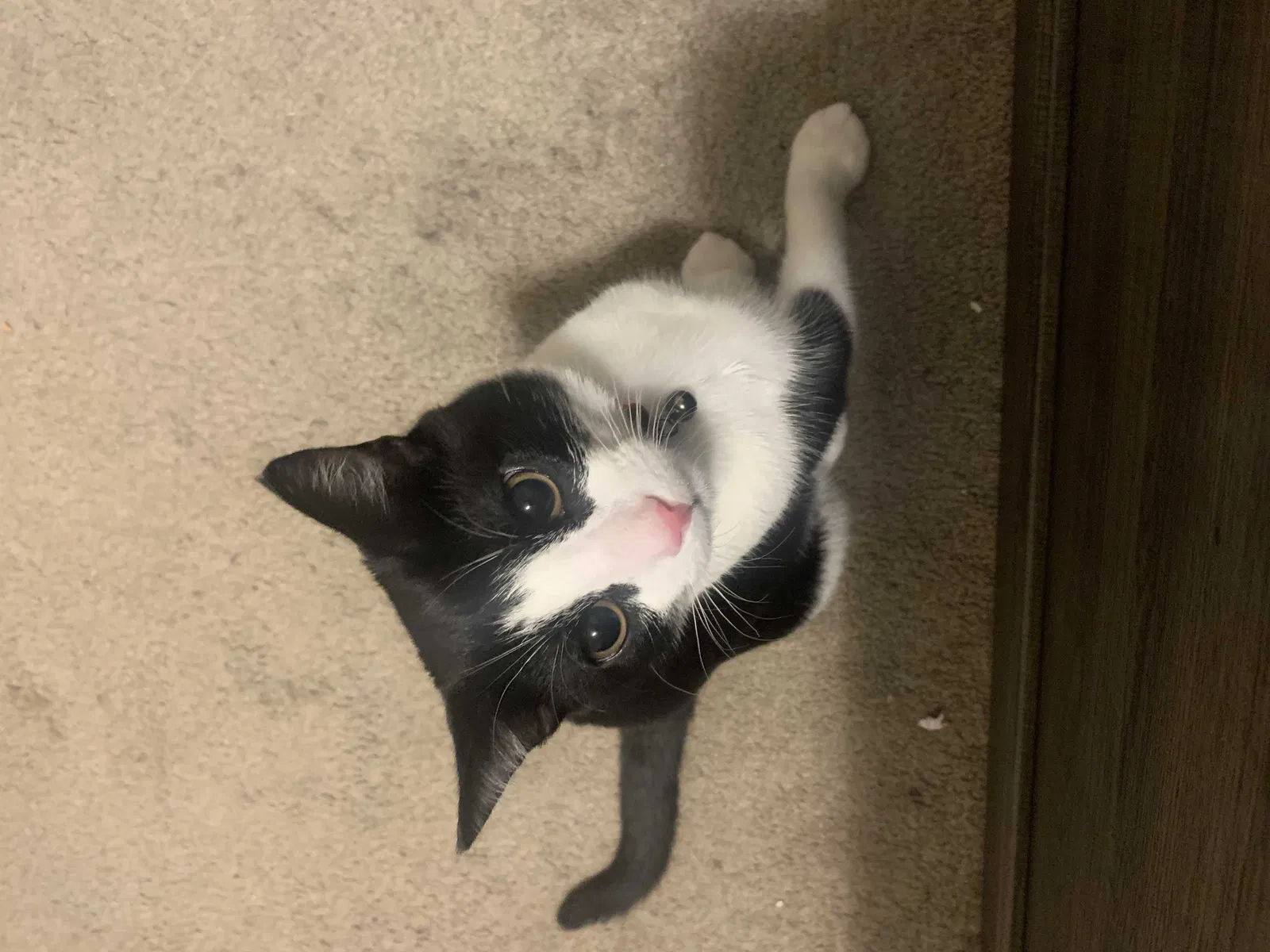 Lost cat in Charlotte, NC, 28270