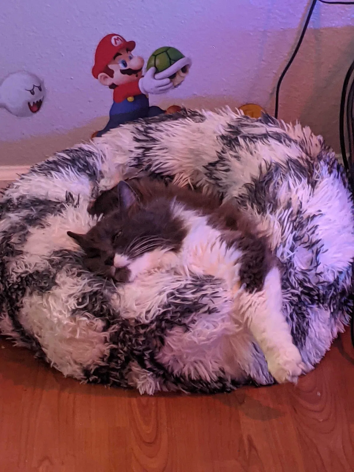Lost cat in Oceanside, CA, 92058