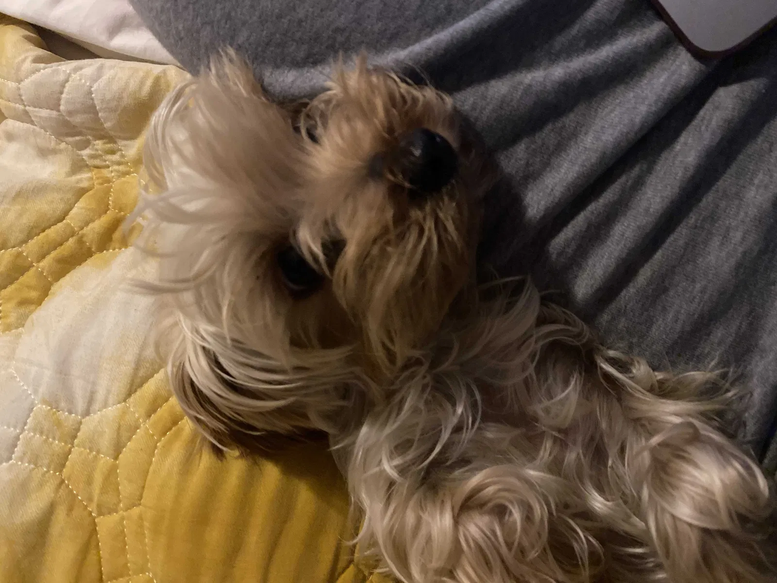 Lost dog in Oakland, CA, 94619