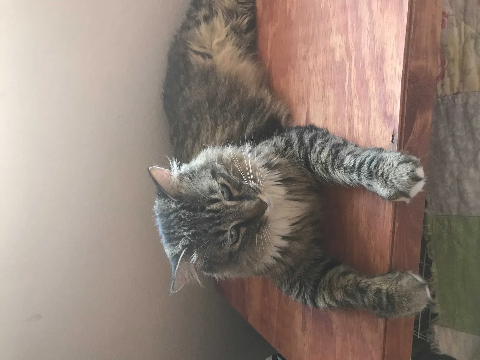 Lost cat in Antelope, CA, 95843