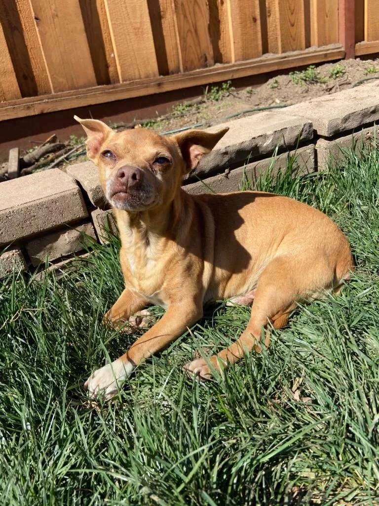 Lost dog in Granite Bay, CA, 95746