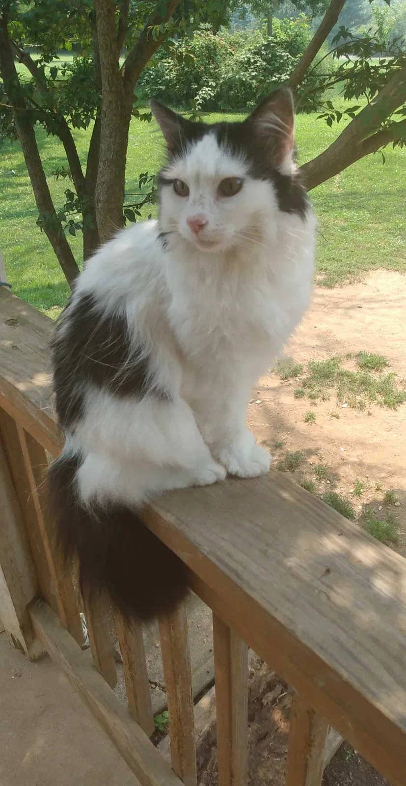 Lost cat in Westminster, MD, 21158