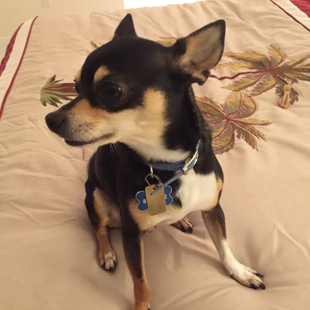 Lost dog in Boynton Beach, FL, 33472