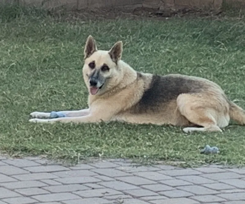 Lost dog in Tolleson, AZ, 85353