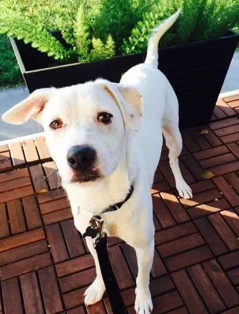 Lost dog in Riverside, CA, 92504