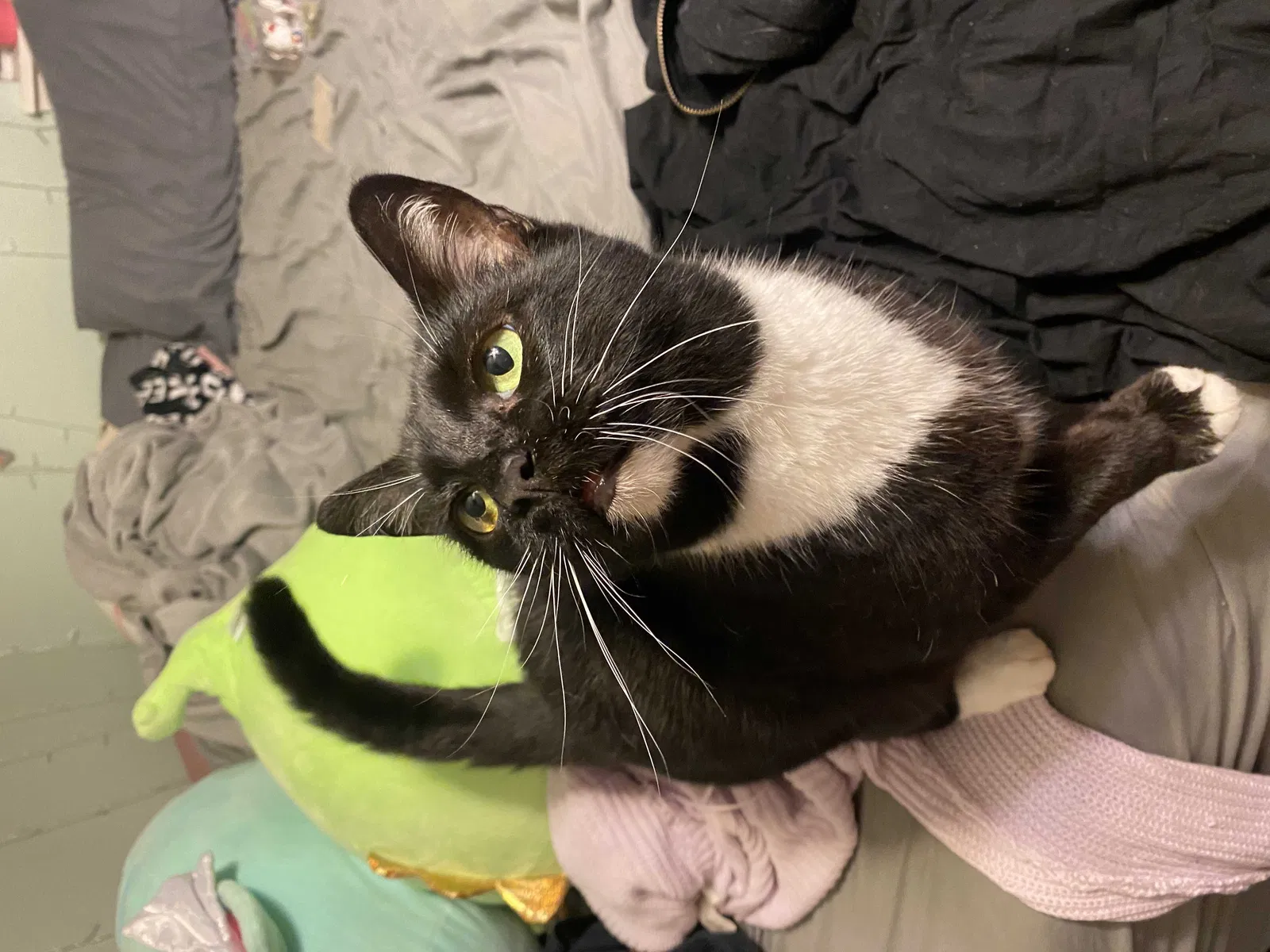 Lost cat in Jacksonville, FL, 32207