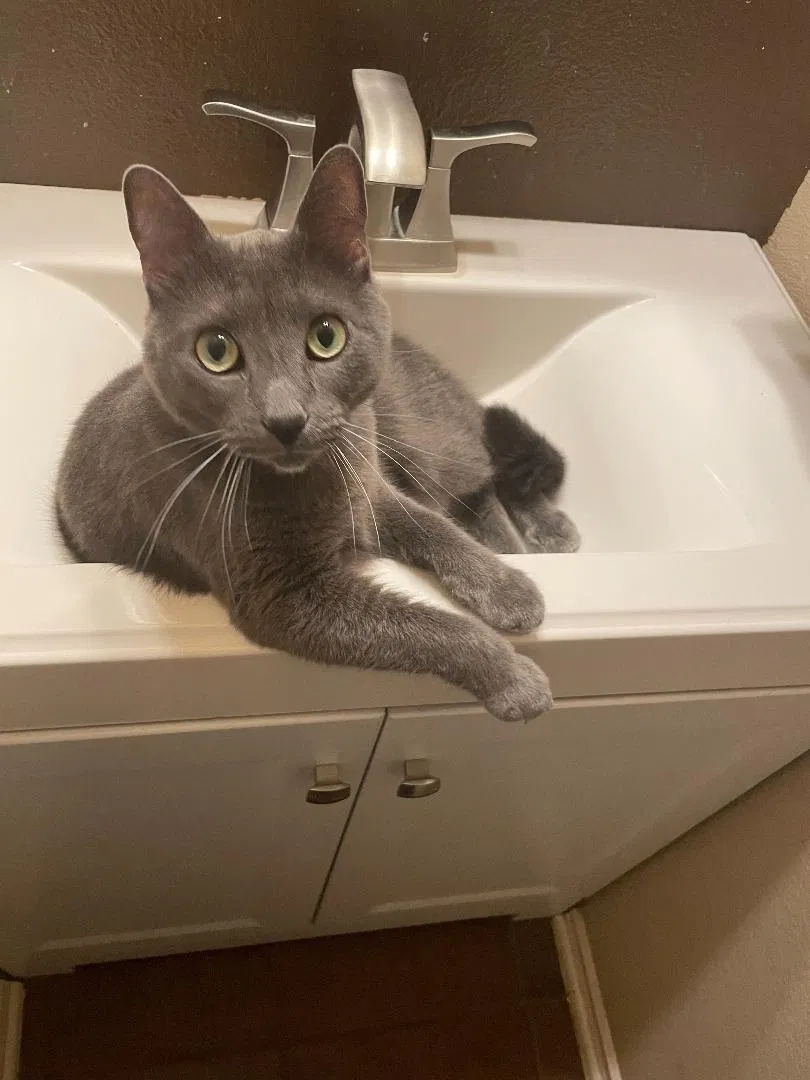 Lost cat in Cibolo, TX, 78108