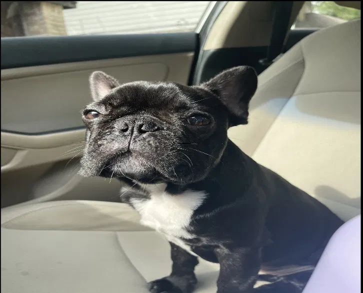 Lost dog in Channelview, TX, 77530