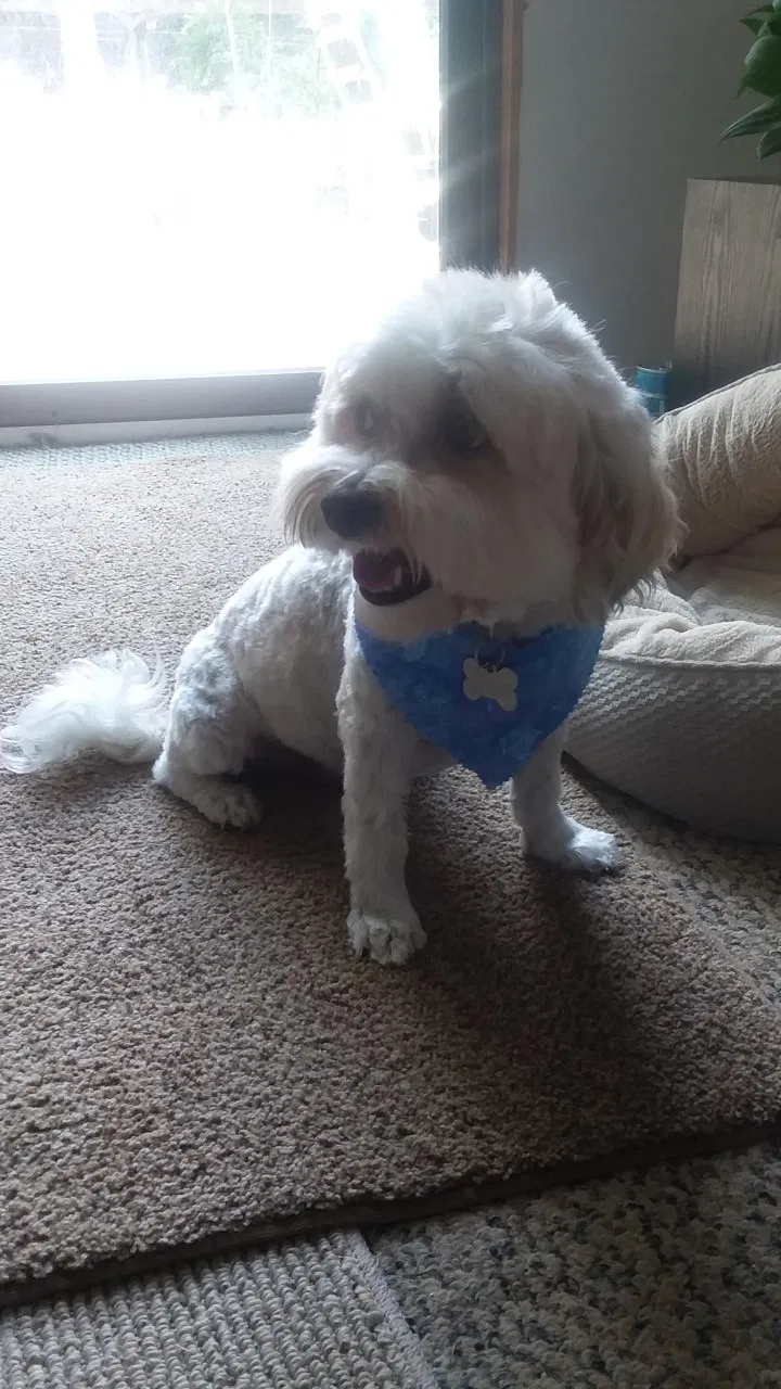 Lost dog in Wallace, NC, 28466
