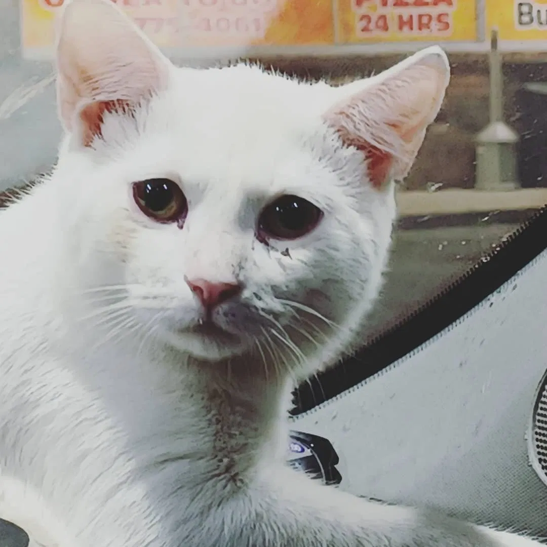 Lost cat in Surprise, AZ, 85379