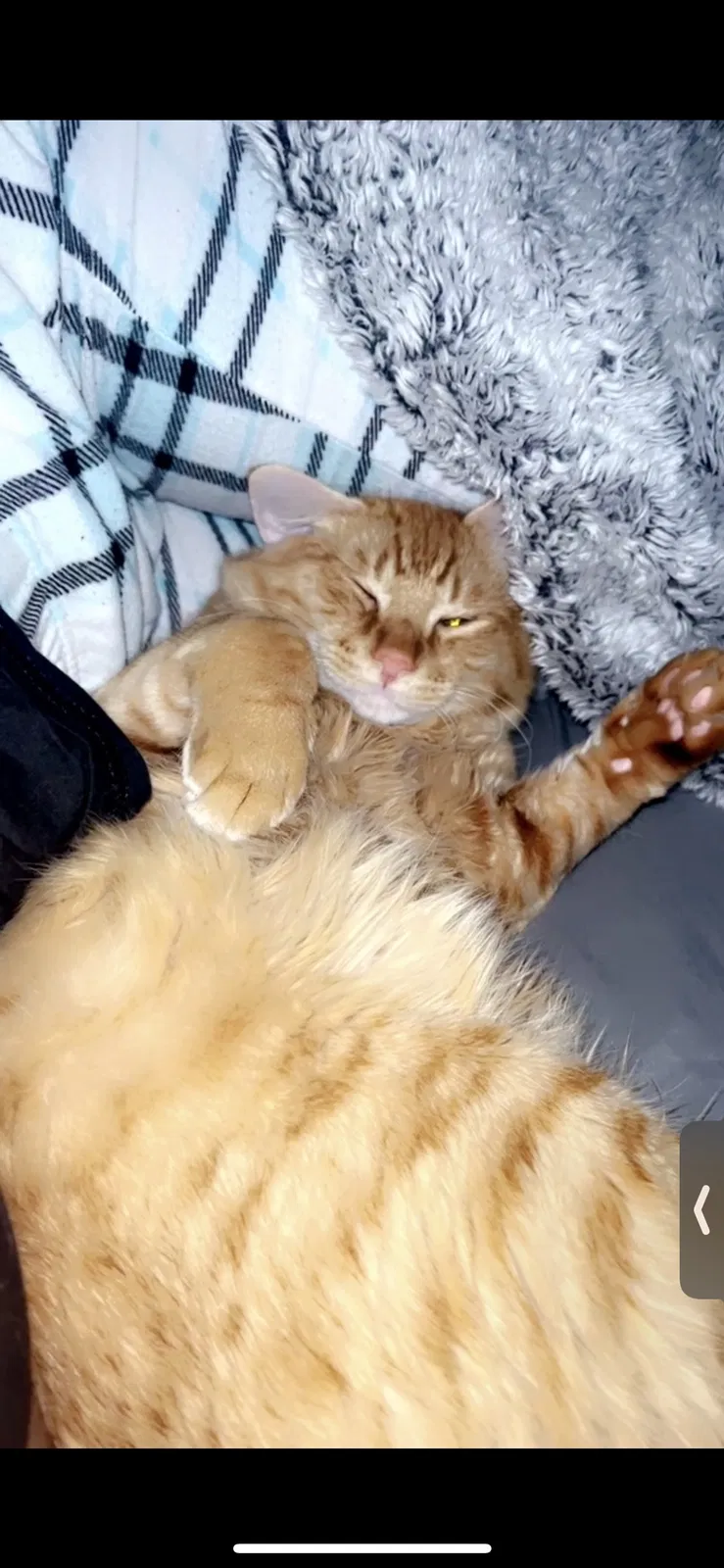 Lost cat in Puyallup, WA, 98374